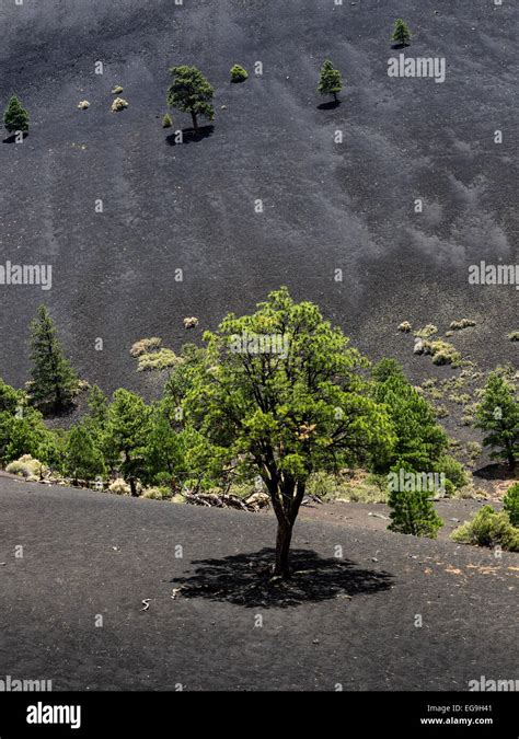 Sunset Crater Volcano National Monument lava flow, Arizona Stock Photo ...