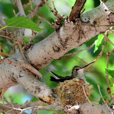 Nesting Hummingbird Photograph by Jennifer Stackpole | Fine Art America