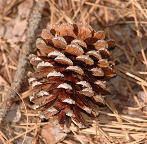 Pinus taeda (Pinaceae) image 12347 at PlantSystematics.org