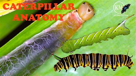 COMPLETE CATERPILLAR ANATOMY SEE IT ALL - YouTube