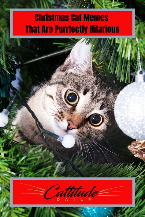 Christmas Cat Memes Christmas cat memes, Christmas cats