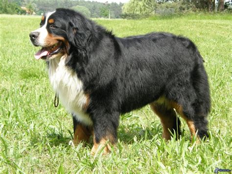 Bernese Mountain Dog Breed Guide - Learn about the Bernese Mountain Dog.