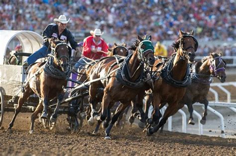 The Calgary Stampede – Ritual in Motion