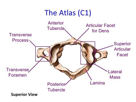 Anatomy of spine