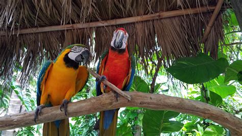 A couple of macaws at Jungle Island in Miami, FL : r/parrots