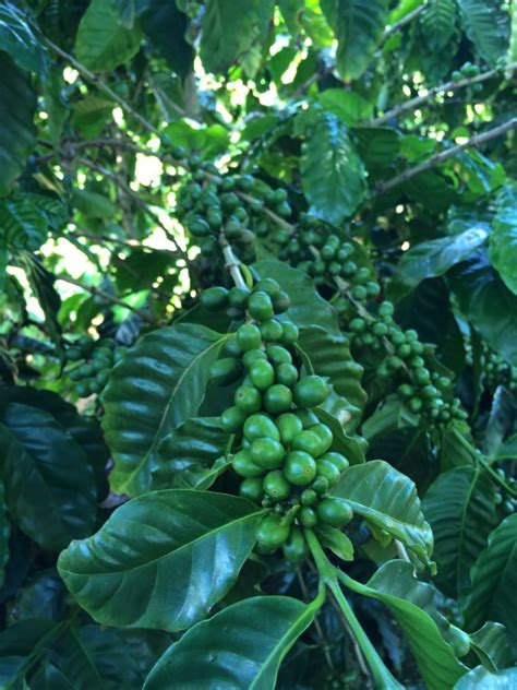 Green World COFFEE FARM(Hawaii) #047 – Talk Over Coffee