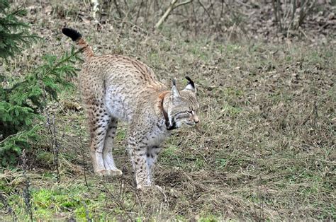 Lynx Predator Mammal - Free photo on Pixabay