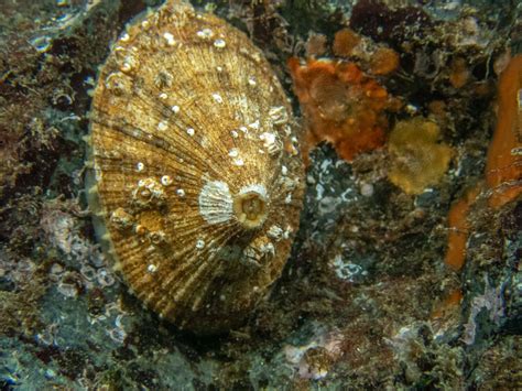 Limpets—PNW Ocean Life—Species Identification — Edmonds Underwater Park