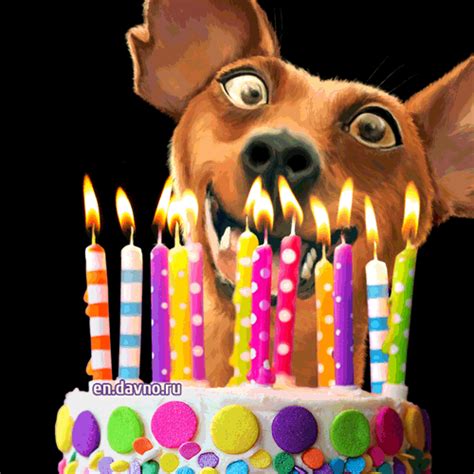 Happy Birthday Funny Animals Gif - Cat's Blog