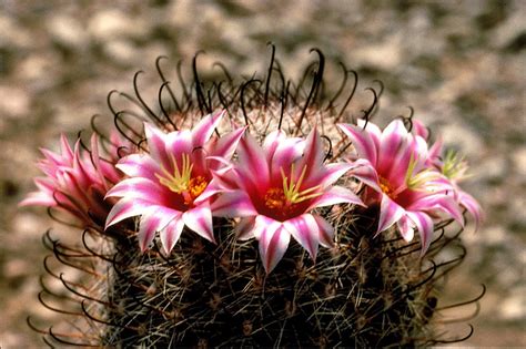 Top 5 Most Beautiful Cactus Flowers - Earth.com - Earthpedia