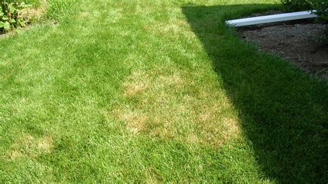 Change watering, fertilization to help lawn recover from brown patch