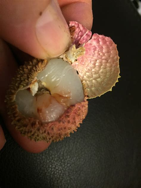 June 15th 2018 is the beginning of Lychee season! - General Fruit Growing - Growing Fruit