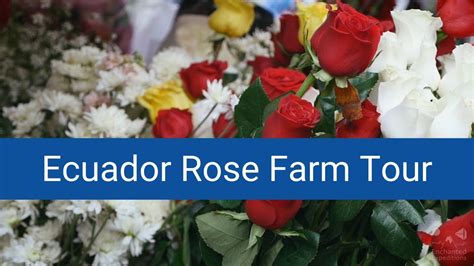 Visit a Rose Plantation in Ecuador - The Rose Capital of the World - YouTube