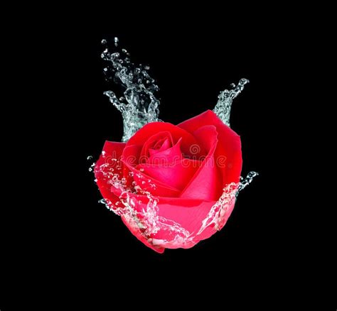 Red Rose in the Water on Black Stock Photo - Image of romance, drops: 217201452