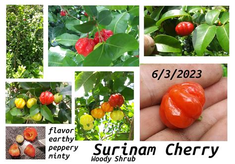 Surinam Cherry -wild edible. | Survivalist Forum