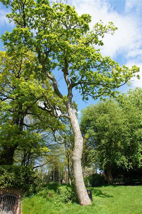 Tree | Birmingham Flickrmeet May 2016 Moseley Park and Pool | Flickr
