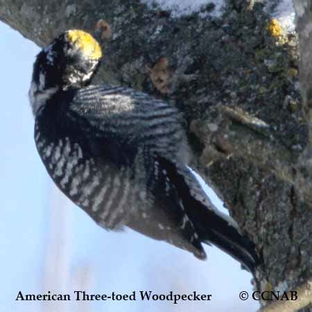 American Three-toed Woodpecker (Picoides dorsalis) - ATTW