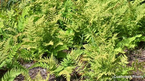 Wistia video thumbnail - ladyfern | American meadows, Perennials, Evergreen ferns