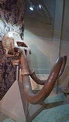 File:Steppe mammoth skull, Azov Museum (2).jpg - Wikimedia Commons