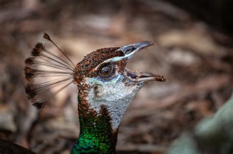 Peahen – female peacock with open beak extreme closeup | Photo Pathway | Female peacock, Peahen ...