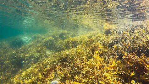 Can You Swim In A Pool With Pink Algae? Finally Understand!