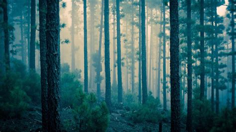 6 Haunted Forests Perfect for Thrills • Arbor Day Blog