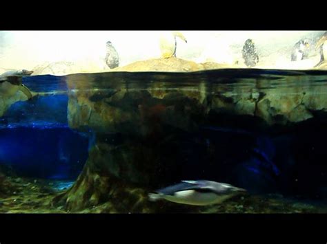 Macaroni and Gentoo Penguins at the Tennessee Aquarium in Chattanooga Penguins' Rock exhibit ...