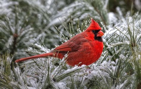 Cardinals in Snow Wallpaper (50+ images)