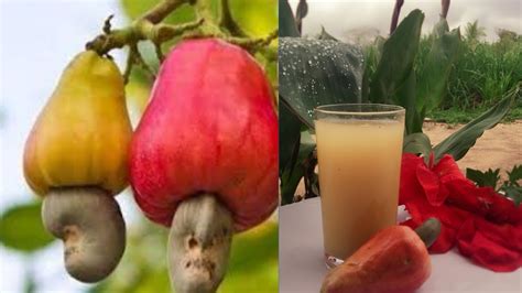 How to make cashew fruit juice /health benefit of cashews fruit juice #කජු පුහුලන් බීම# - YouTube