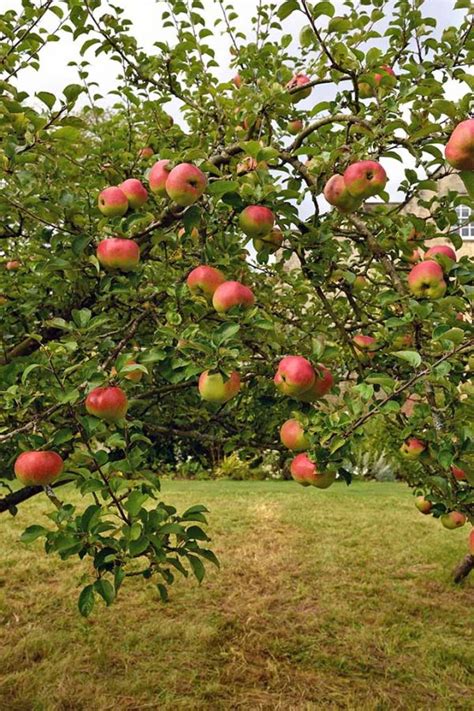 19 Best Apple Tree Varieties (with a Guide to Flowering Groups) | Gardener's Path