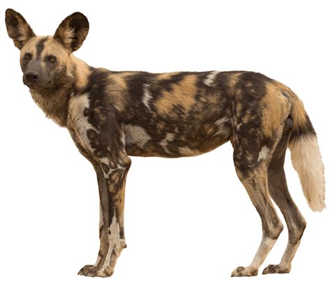 Are Wild Dogs Really Dogs