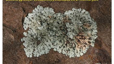 Lichens | Easy Biology Class