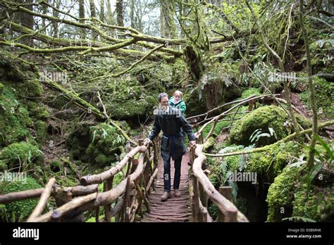 Puzzlewood, Forest of Dean, Gloucestershire, England, UK Stock Photo - Alamy