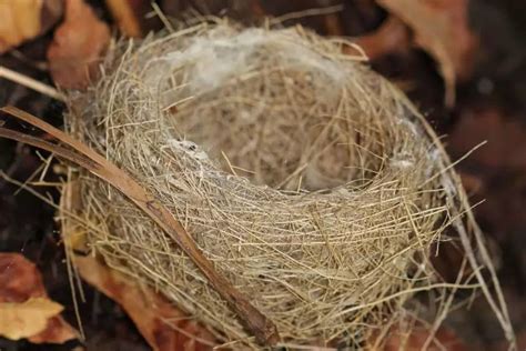 Bird's Nests | Petlife