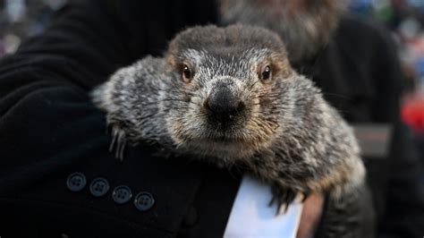 Groundhog Day 2024: Did the groundhog see its shadow? What to know