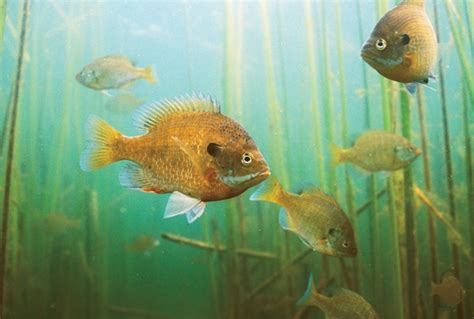 Fishing for Panfish (Blue Gill, Crappie) in the BWCA