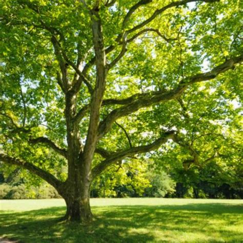 Sycamore Tree Urn, Sycamore Tree from Ashes, Sycamore Cremation – The Living Urn