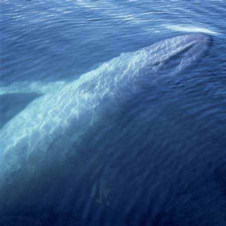 blue whale | Facts, Habitat, & Pictures | Britannica.com