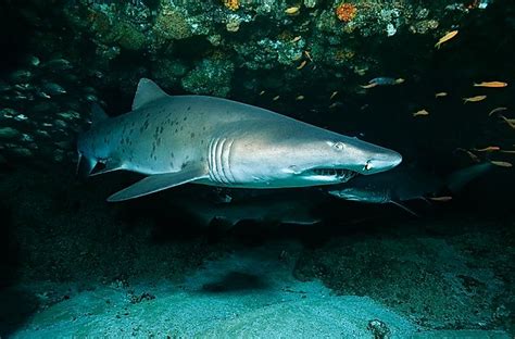 Sand Tiger Sharks: Oceanic Cannibals - WorldAtlas