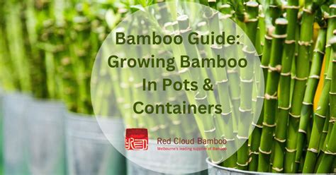 Bamboo Guide: Growing Bamboo In Pots & Containers | Red Cloud