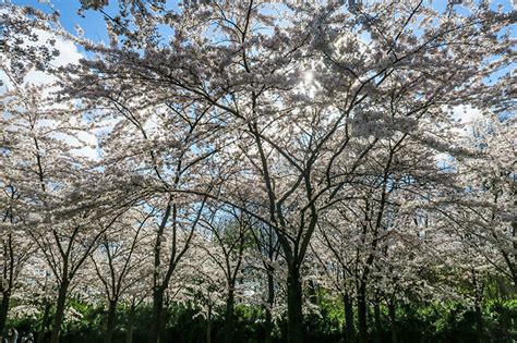 Cherry Blossoms in the Amsterdamse Bos - A Daily Lee