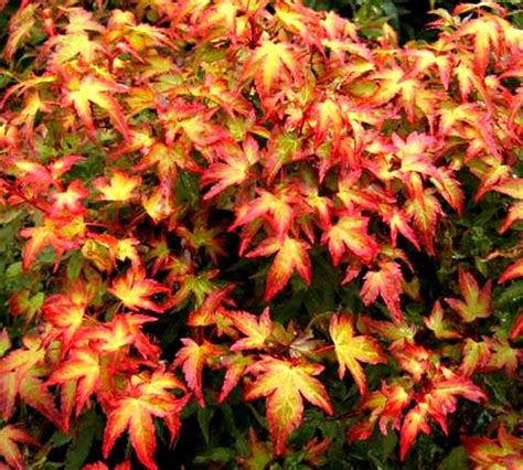 Acer palmatum 'Murasaki kiyohime' Japanese Maple Tree - Kigi Nursery