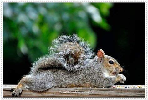 110 Purple Squirrel ideas | purple squirrel, squirrel, purple