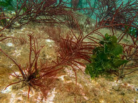 Red Algae—Seaweed—PNW Ocean Life—Species Identification — Edmonds Underwater Park