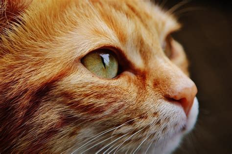 CBD Oil for Cats: How It’s Different than Dogs - Citizen Truth