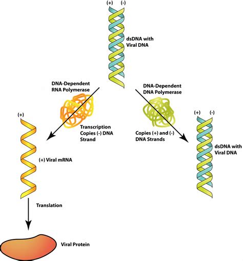 The Viruses – General Microbiology