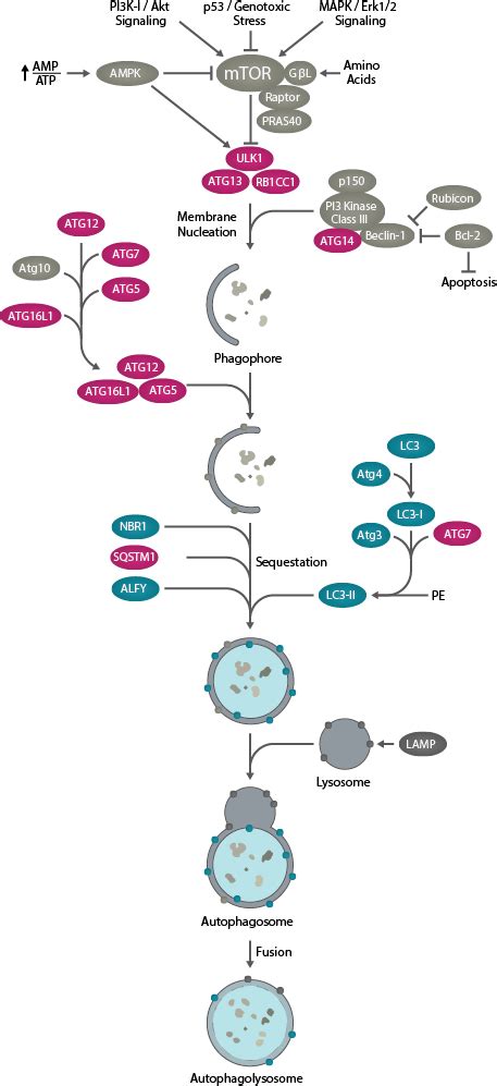 Autophagy Pathway