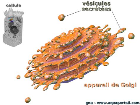 Appareil de Golgi: définition