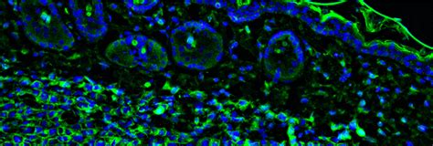 Anti-Fade Mounting Medium - Jackson ImmunoResearch