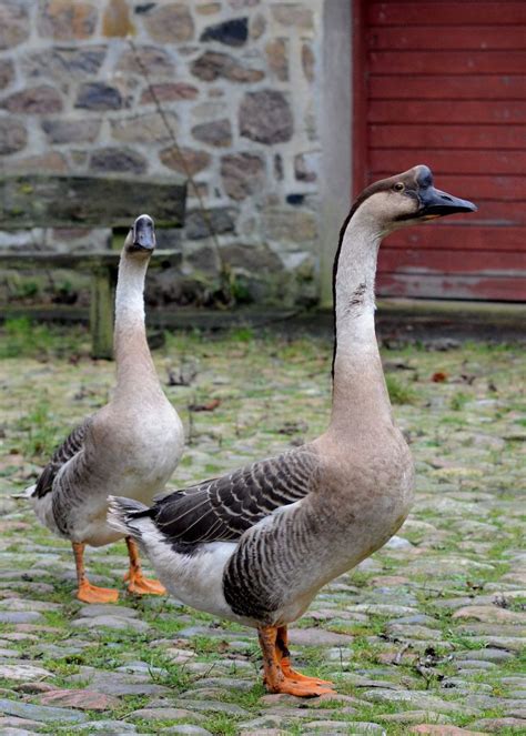 Chinese geese Animals Images, Zoo Animals, Felt Animals, Animals And Pets, Tropical Birds ...